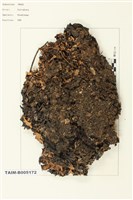 藏品(斑葉衣屬)的圖片